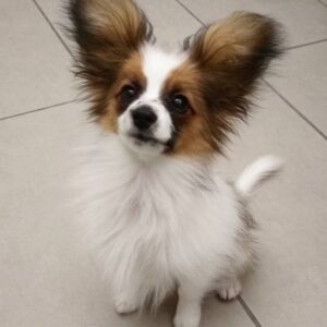 Akc papillon breeders, Papi poo puppies