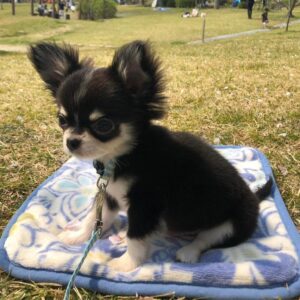 Mini teacup papillon puppies, Papillon puppies breeders