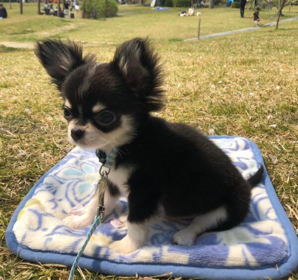 Mini teacup papillon puppies, Papillon puppies breeders