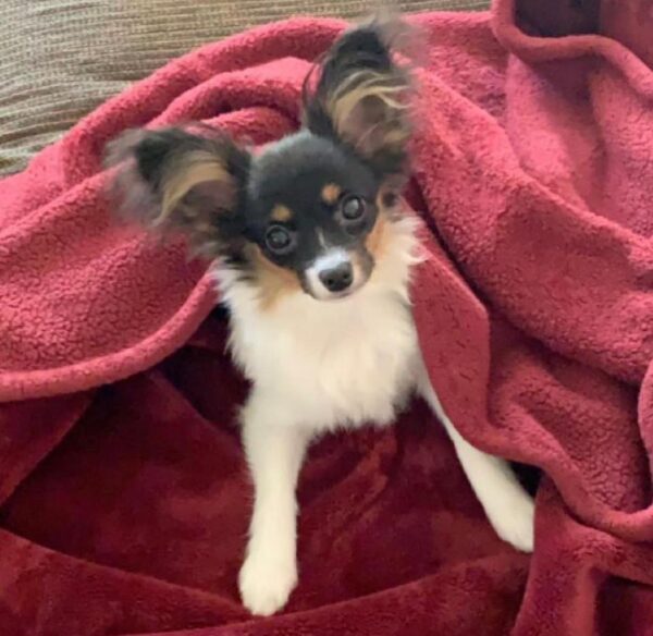 papillon puppies for sale, papillon dog puppies for sale