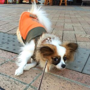 papillon puppies near me, teacup papillon puppies for sale