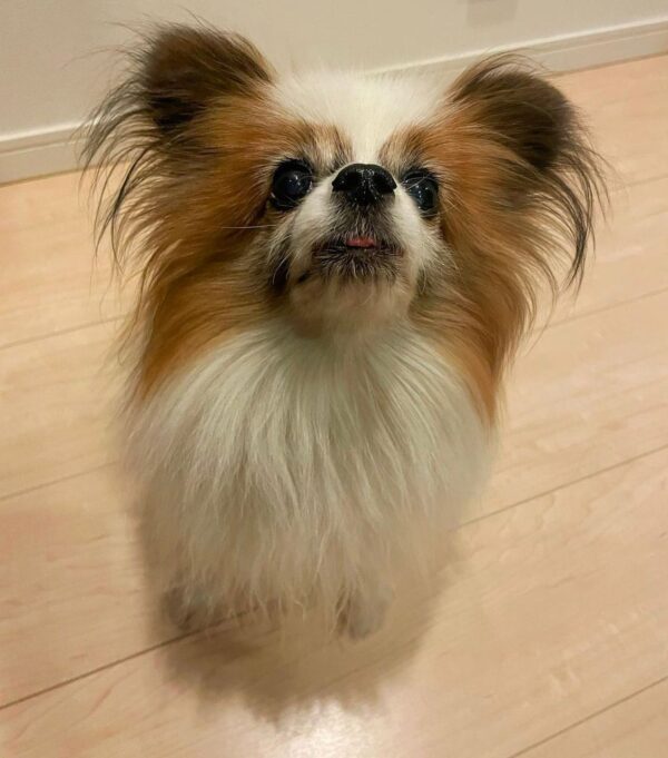 papillon breed price, papillon puppy dog