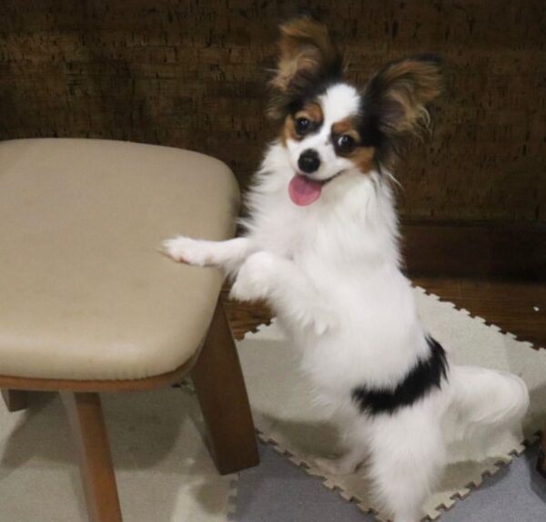 teacup papillon for sale, teacup papillon dog