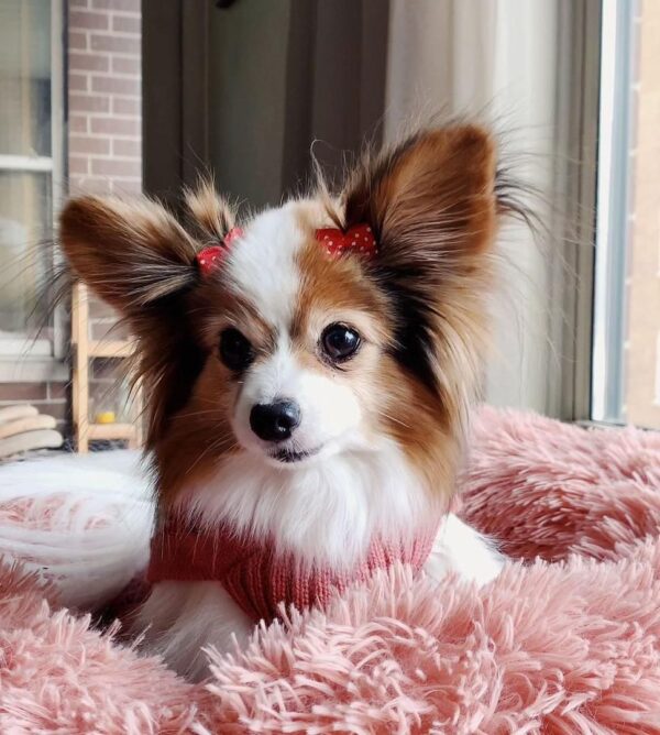 papillon puppies for adoption, papillon puppies rescue