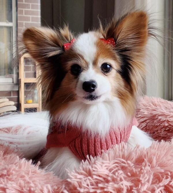 papillon puppies for adoption, papillon puppies rescue